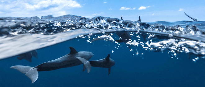 Les dauphins males sont des mammiferes tres organises, capables de cooperer pour defendre leur femelle contre d'eventuelles attaques. (Illsuration)
