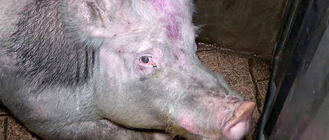 Maltraitance animale : L214 diffuse de nouvelles images ...