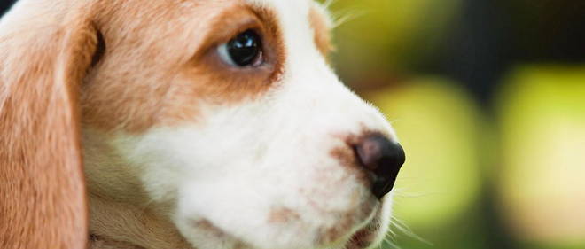 Un petit beagle de huit mois a ete tue, battu a mort, par son maitre a Paris. (Illustration)
