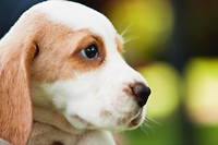 Un petit beagle de huit mois a été tué, battu à mort, par son maître à Paris. (Illustration)

