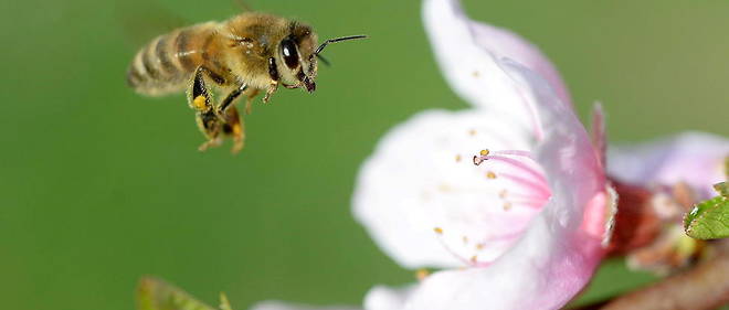 Les abeilles pourraient detecter le Covid-19.
