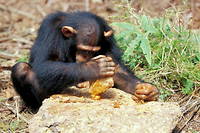 Les chimpanzés ont fait l'objet de multiples études qui ont isolé une quarantaine de variants culturels.
