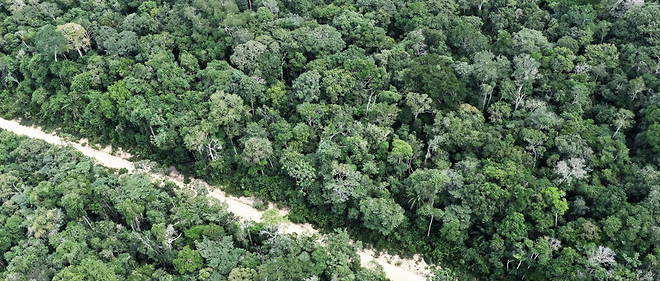 Amazonie 94 De La Deforestation Est Illegale Selon Un Rapport Le Point