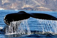 Climat : comment les baleines nous aident &agrave; pr&eacute;server les &eacute;cosyst&egrave;mes