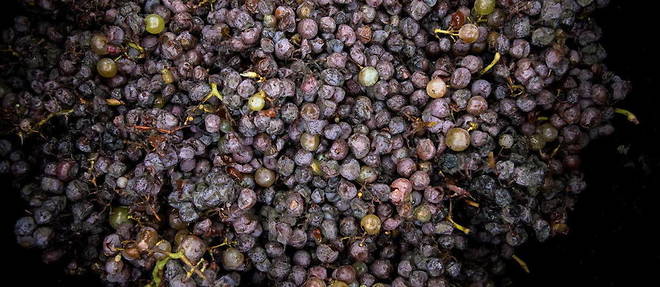 Le primeur est un vin nouveau, qui se boit a partir du 3e jeudi de novembre.
