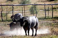 Un taureau en rut, ça fait du bruit, ce qui n'est pas pour plaire au voisinage. (photo d'illustration)
