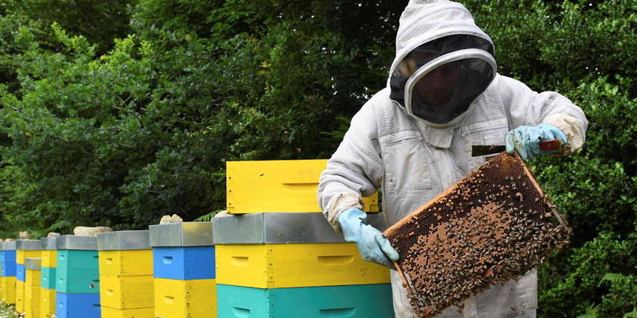 Les récoltes de miel à l'agonie après l'épisode de gel du printemps