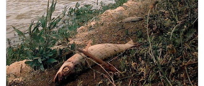 Poisson mort dans le sud de l'Espagne. 
