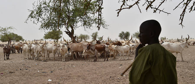 Le pastoralisme represente plus de 60 millions de tetes de betail en Afrique de l'Ouest et au Sahel, selon la Cedeao. Image d'illustration prise en 2016 d'un eleveur debout a cote d'un betail de zebus rassemble autour d'un abreuvoir, dans le village de Kidjendi, dans la region de Diffa, au sud-est du Niger.
