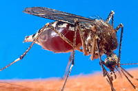 Apr&egrave;s 70 ans de lutte, la Chine parvient &agrave; &eacute;radiquer le paludisme