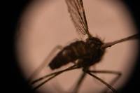 Le paludisme &eacute;radiqu&eacute; de Chine apr&egrave;s 70 ans de lutte
