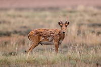 Kazakhstan&nbsp;: une antilope proche de l&rsquo;extinction fait un retour en force