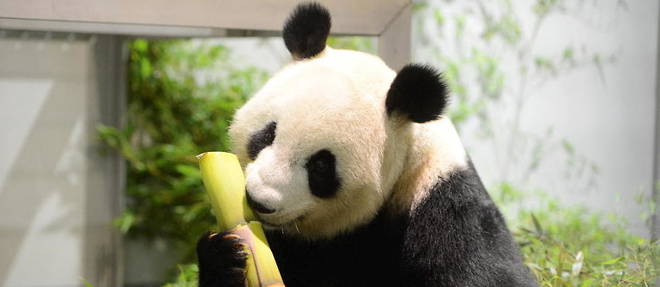 En Chine, les pandas geants ne sont desormais plus consideres comme des animaux en voie de disparition.
