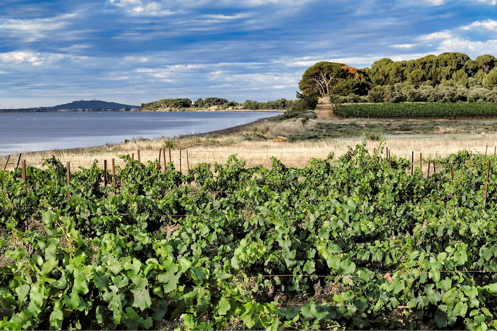 Dans le Languedoc, les vignes de Beauvignac ont pour ainsi dire les pieds... dans l'etang de Thau.