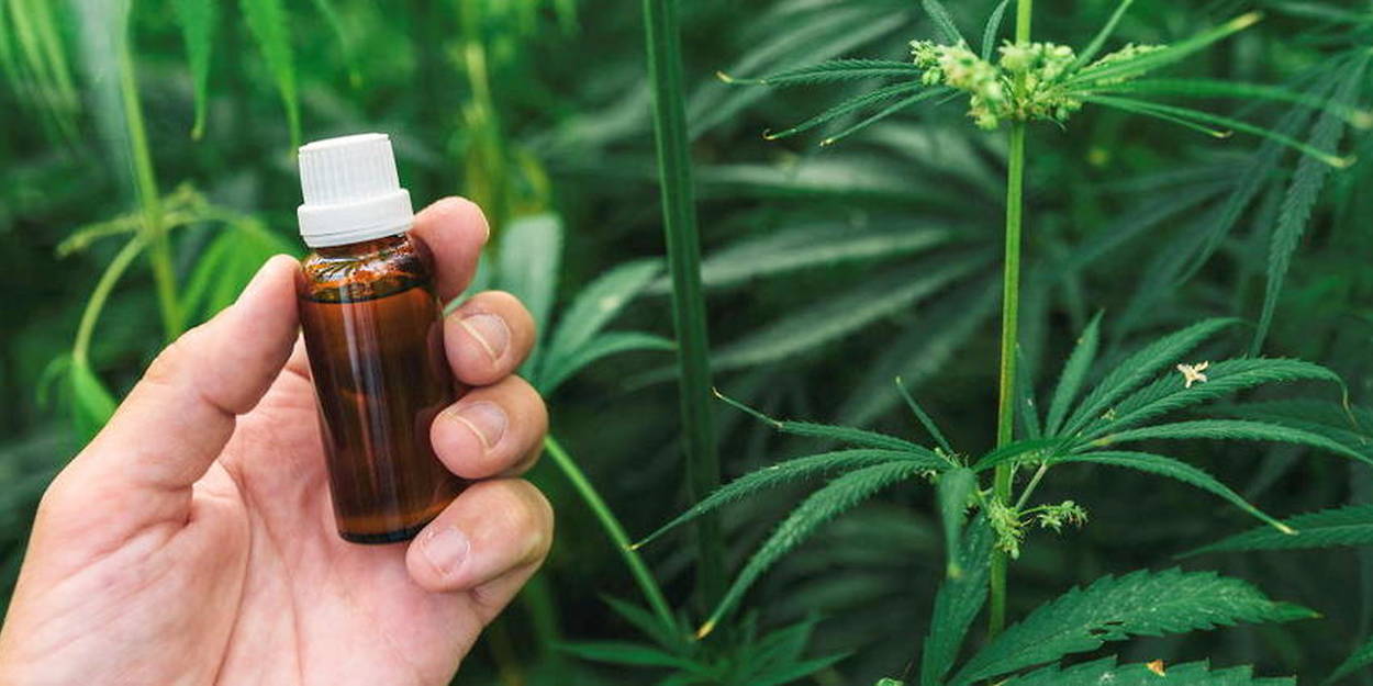 21962307lpw-21962873-article-cbd-cannabidiol-huile-jpg_8103026_1250x625.jpg