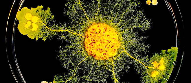 Le blob, un organisme unicellulaire a plusieurs noyaux, capable de transmettre ses connaissances en fusionnant avec ses congeneres.
