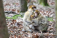 Japon&nbsp;: un groupe de 677 macaques dirig&eacute; par une femelle alpha
