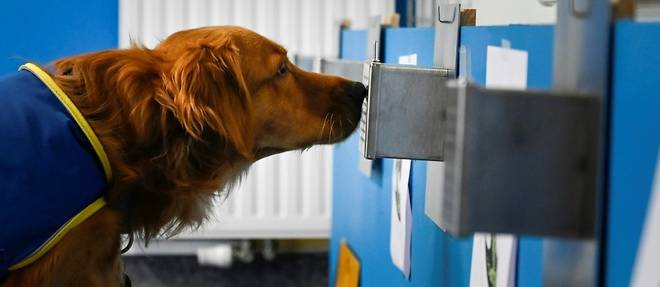 En France, Pokaa, premier chien "renifleur de Covid" en maison de retraite