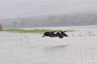 Pour les passionnes d'ornithologie, les espaces d'eau et autres lacs du Rwanda sont des endroits reves pour rencontrer des especes de toutes sortes.

