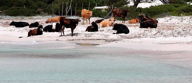 Les vaches ont investi certaines plages dans le nord de la Corse.
Les vaches ont investi certaines plages dans le nord de la Corse.