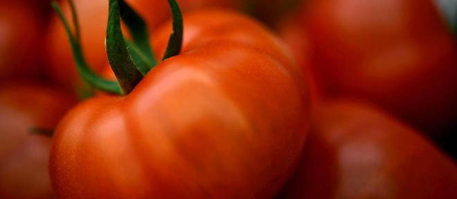 Victime de son ambition, la tomate est devenue un fruit legume cultive hors sol, sans gout ni saveur.
