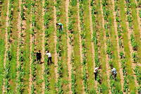 Sp&eacute;cial vins &ndash; Chamboule-tout dans les vignes