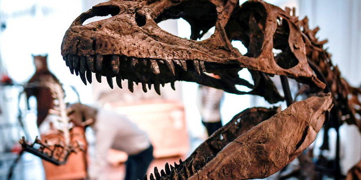 Pourquoi les T.rex n'ont que deux doigts - Sciences et Avenir