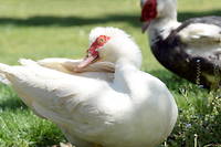 Grippe aviaire&nbsp;:&nbsp;40&nbsp;nouveaux foyers confirm&eacute;s en quelques jours