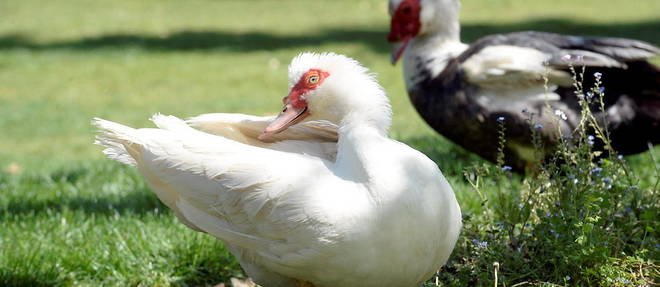 La semaine derniere, des abattages preventifs massifs de 40 000 canards dans les Landes avaient ete ordonnes pour juguler la propagation de la grippe aviaire. (Photo d'illustration)
