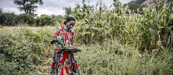 Cette photo publiee par l'Organisation des Nations unies pour l'alimentation et l'agriculture (FAO) montre l'agricultrice Amina Guyo recoltant du niebe pour le repas principal de la journee sur son terrain a cote de sa maison dans le quartier d'Uran, a Moyale, au Kenya.
