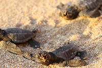 Italie&nbsp;: les scientifiques alert&eacute;s par des naissances de tortues