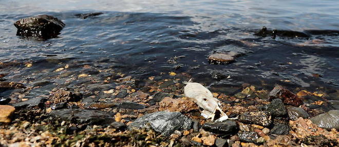 La faune d'un des plus grands lagons d'eau salee d'Europe pourrait courir un danger jusqu'a present sous-estime.
La faune d'un des plus grands lagons d'eau salee d'Europe pourrait courir un danger jusqu'a present sous-estime.