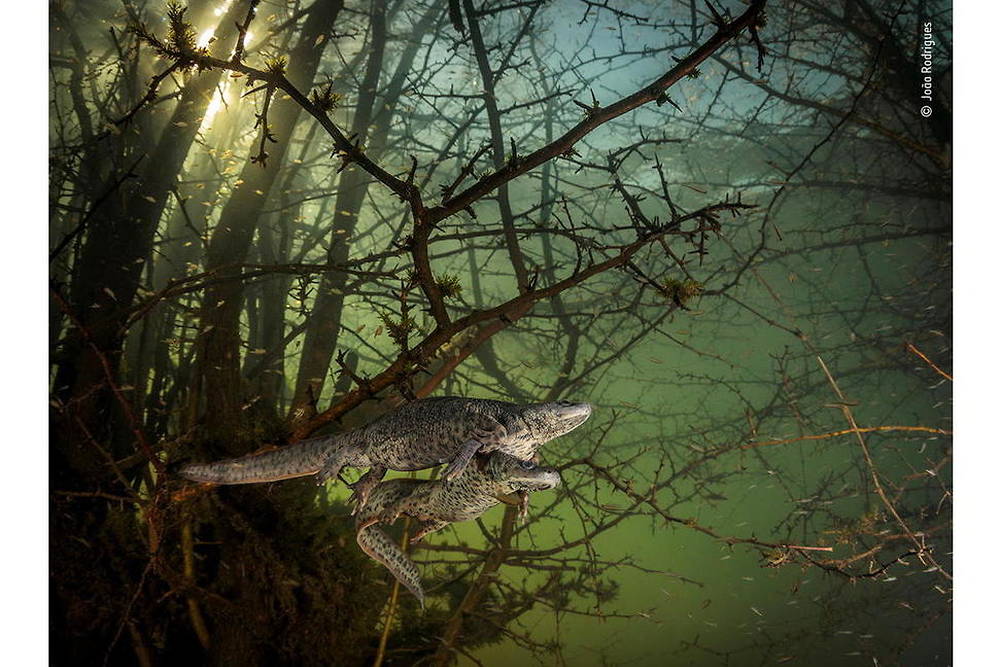 Where the giant newts breed
