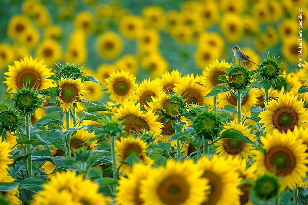 Sunflower songbird
