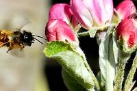 Les apiculteurs inquiets du futur &quot;plan pollinisateurs&quot;