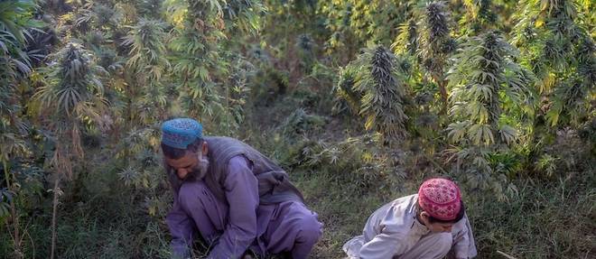 A Kandahar, le cannabis prospere toujours a l'ombre des talibans