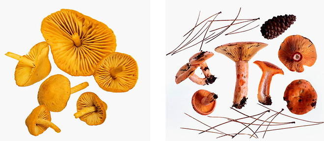 Gastronomie : les champignons sortent du bois