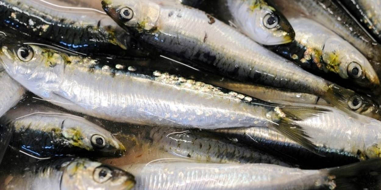 Environnement : mais pourquoi les sardines sont-elles de plus en