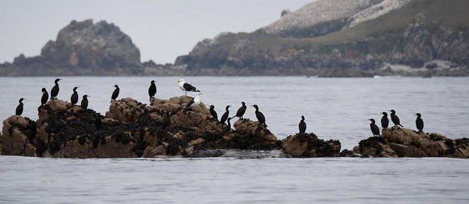 Des cormorans et des mouettes sur l'ile Rouzic.
