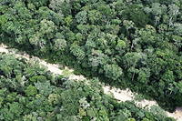 COP26&nbsp;: vers une &laquo;&nbsp;transition foresti&egrave;re plan&eacute;taire&nbsp;&raquo;&nbsp;?