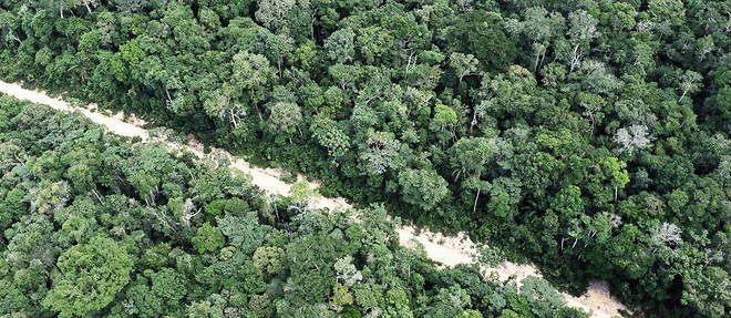 L'Amazonie la plus grande foret de la terre.
