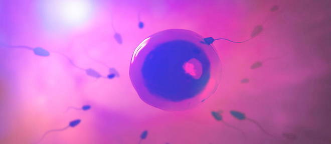Image de synthese de la fecondation d'un ovule par un spermatozoide.  
