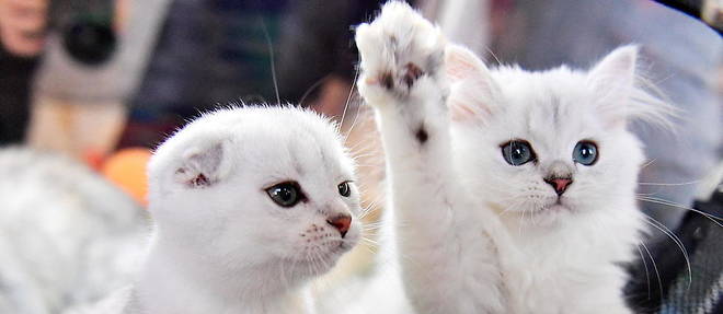 La loi prevoit l'interdiction de la vente de chiots et de chatons en animalerie.
