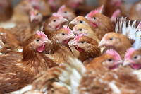 Risque &laquo;&nbsp;&eacute;lev&eacute;&nbsp;&raquo; de grippe aviaire&nbsp;: les volailles confin&eacute;es en France
