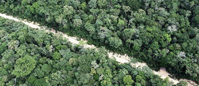 L'exploitation forestière dans la plus grande forêt tropicale du monde s'est étendue sur 13 235 km 2  au cours de la période 2020-2021, la valeur la plus élevée depuis 2005-2006 (14 286 km 2 ), selon les données du système de surveillance de la déforestation Prodes, de l'Institut national de recherche spatiale (INPE) du Brésil.
