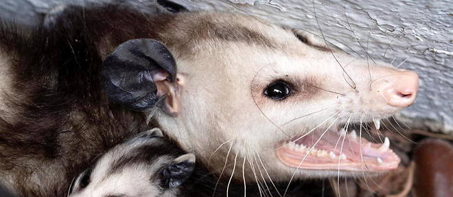 L'opossum qui a attaque l'etudiante neo-zelandaise etait un jeune marsupial recemment separe de sa mere. (Illustration)
