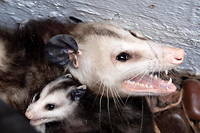 L'opossum qui a attaqué l'étudiante néo-zélandaise était un jeune marsupial récemment séparé de sa mère. (Illustration)
