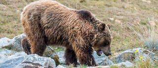 Selon les dires du chasseur, il participait avec un groupe à une chasse au sanglier lorsqu'il a été attaqué par une ourse accompagnée de ses petits.
