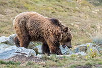 Selon les dires du chasseur, il participait avec un groupe a une chasse au sanglier lorsqu'il a ete attaque par une ourse accompagnee de ses petits.
