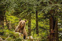 Une femelle ours brun a ete abattue dans l'Ariege, samedi 20 novembre 2021.
